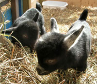 Young Farm Animals at Annies Animal Barns, Parlee Farms