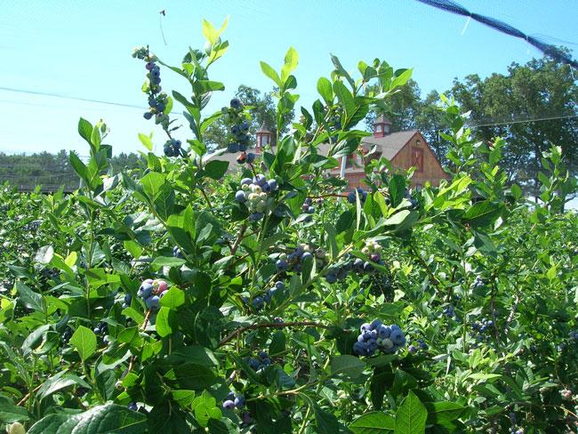 Blueberry Bushes Pictures