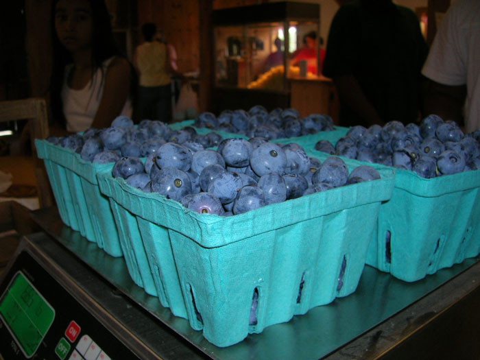 U Pick Blueberries at Parlee Farms, Tyngsboro MA