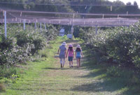 Family Fun Picking Blueberries at Parlee Farms, Tyngsboro MA
