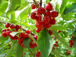 cherry cherries parlee nh farms southern near farm pick own trees massachusetts