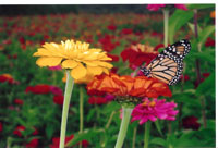 Cut Your Own Flowers At Parlee Farms