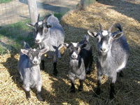 Young Farm Animals at Annies Animal Barns, Parlee Farms