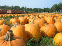 Pumpkins and Hayride At Parlee Farms