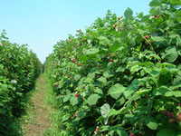 Pick-Your-Own Raspberries at Parlee Farms