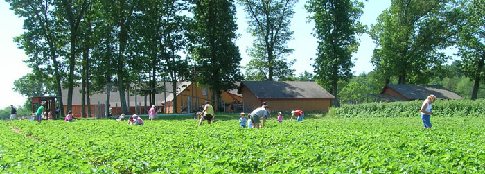 Pick-Your-Own Strawberries at Parlee Farms