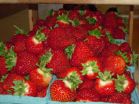 Pick Your Own Strawberries at Parlee Farms