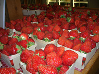 Pick-Your-Own Strawberries at Parlee Farms