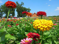 Cut Your Own Flowers At Parlee Farms