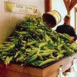 Sweet corn farm near Lowell MA