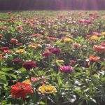 Cut Your Own Flowers at Parlee Farms