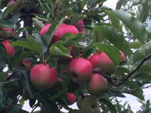 Apple Picking at Parlee Farms!
