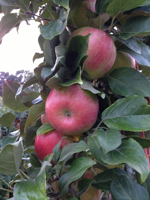 Tis the Season For Fresh Picked Apples!