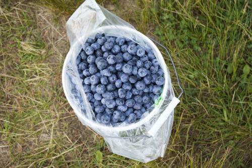 Pick Your Own Blueberries at Parlee Farms