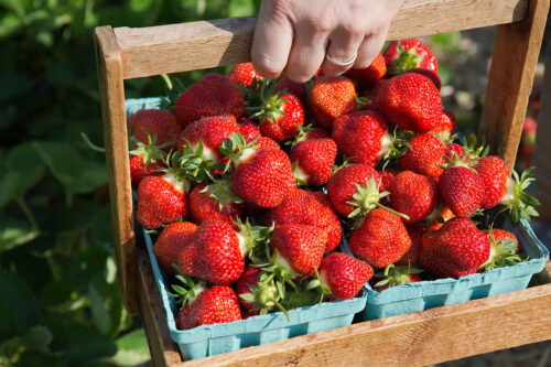 PIck Your Own Strawberries at Parlee Farms