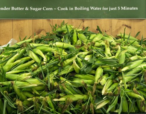 Non-GMO Corn fresh picked at Parlee Farms