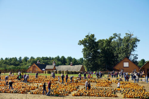 Pumpkin Patch at Parlee Farms