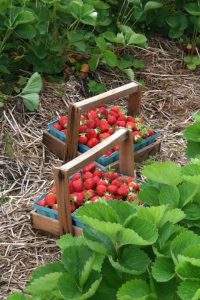 strawberry picking