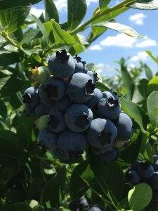 blueberries