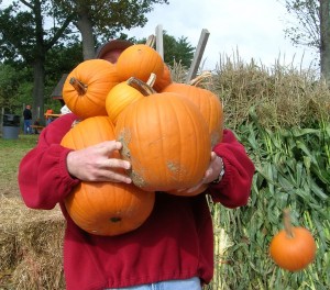 All You Can Carry Pumpkins
