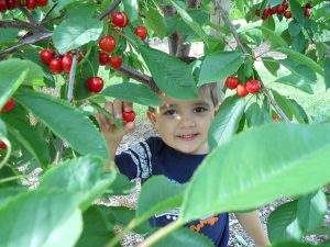 Parlee Farms Cherry Picking