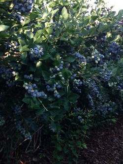 Blueberry Field at Parlee Farms