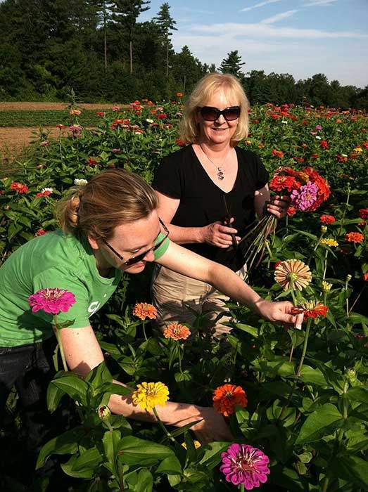 Lowell MA Area Cut Your Own Flowers Parlee Farms