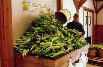 Fresh Picked Corn at Parlee Farms
