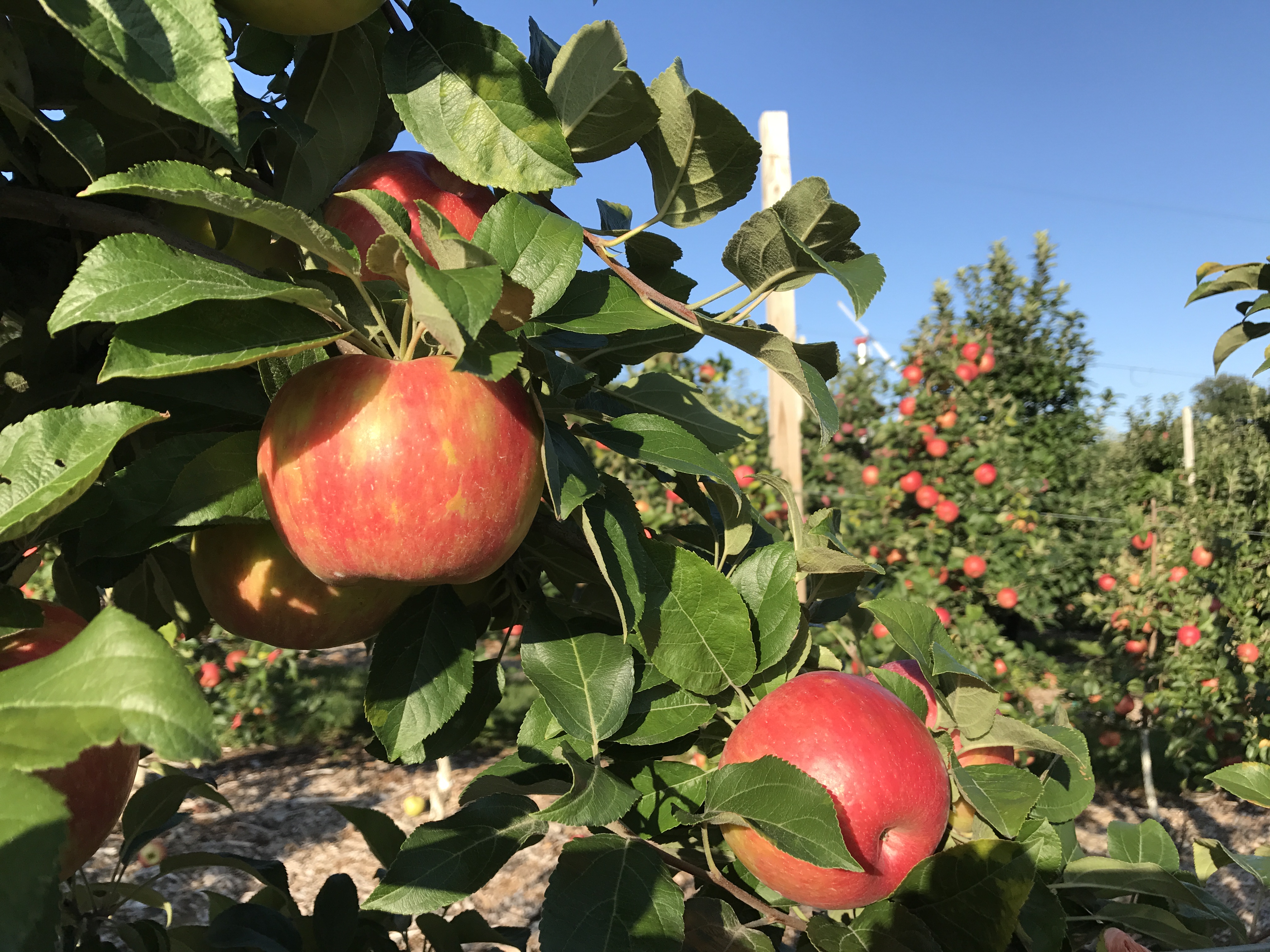 Pick Your Own Honey Crisp at Parlee Farms