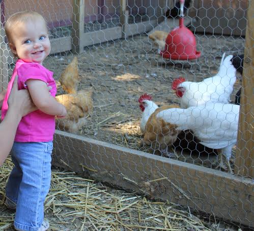 Lowell MA Area Petting Farm and Barnyard Animals – Parlee Farms