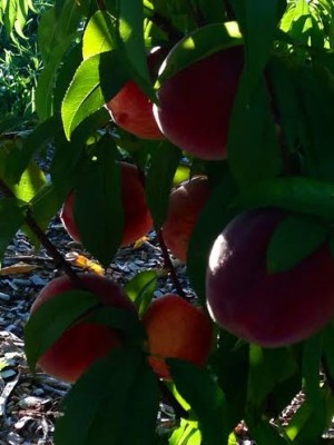 Pick Your Own Peaches at Parlee Farms