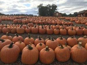 Over 40,000 Pumpkins grown at Parlee Farms!