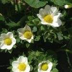 strawberry blossoms