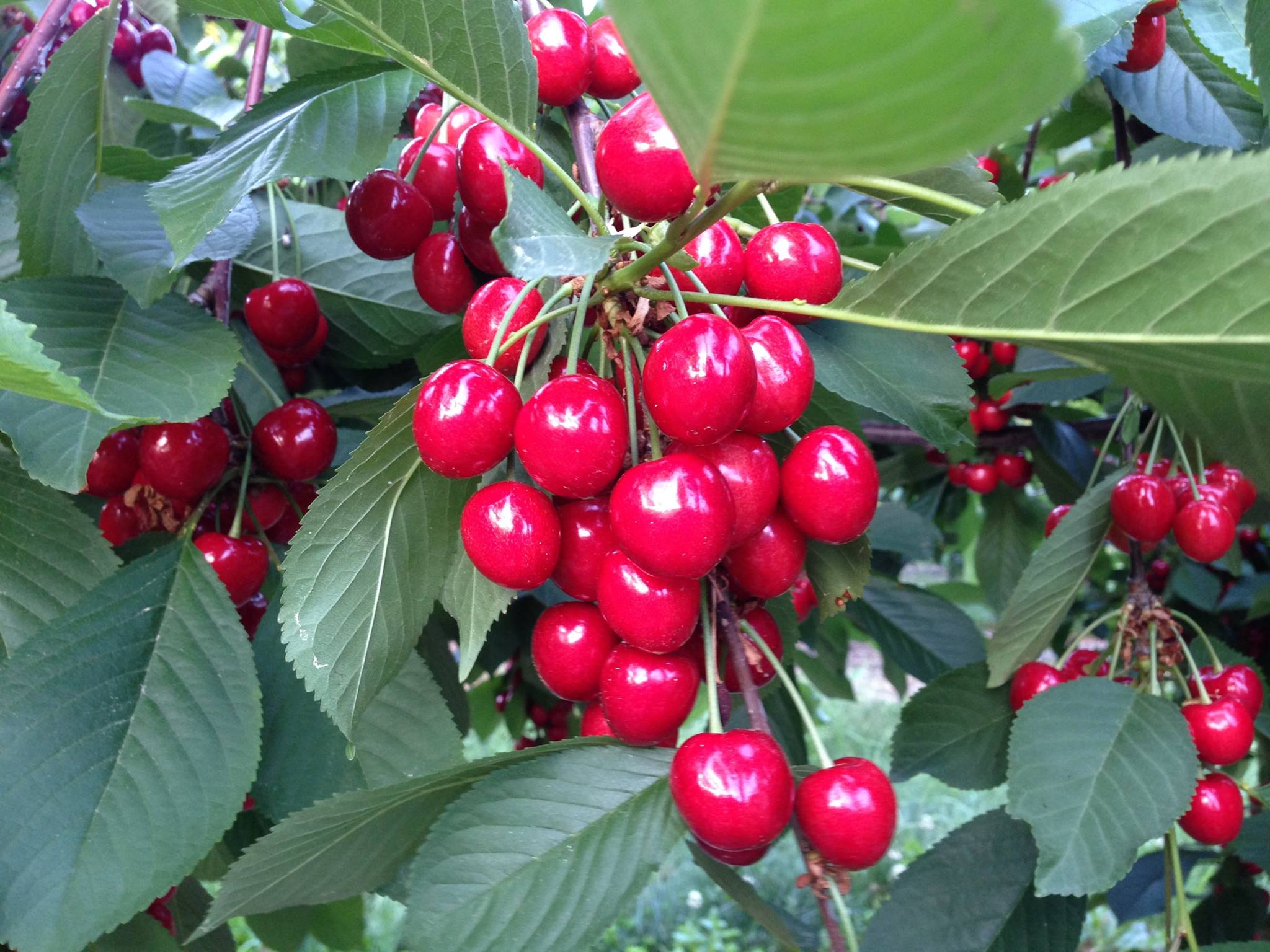 Sweet Cherries in New England