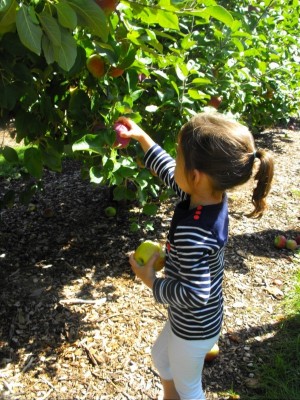 apple picking