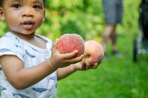 Pick Your Own Peaches at Parlee Farms