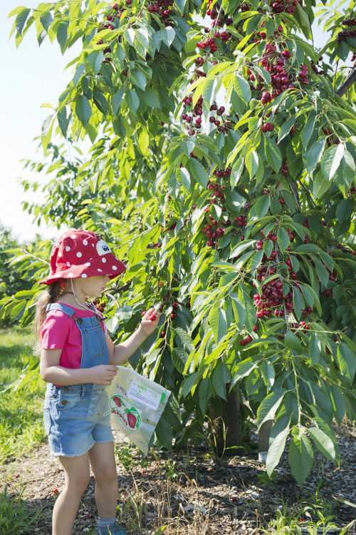 Cherry Farm and Pick Your Own Cherries north of Boston, MA Parlee Farms