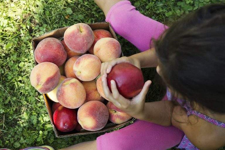 Peach Orchard and Pick Your Own Peaches in Massachusetts Parlee Farms