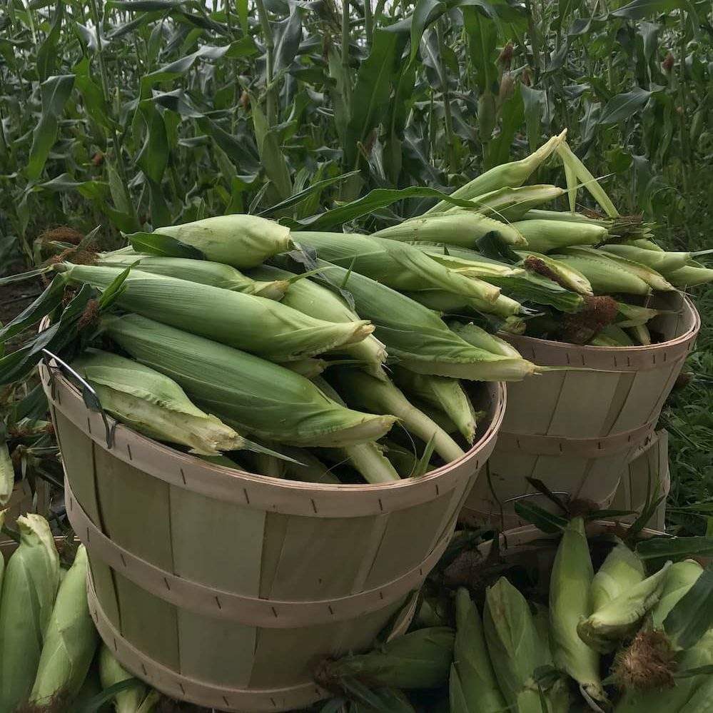 Lowell MA Area Corn Farm Parlee Farms