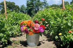 Cut Your Own Flowers at Parlee Farms