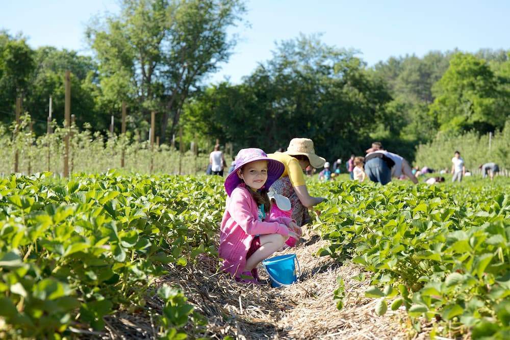 Boston MA Area Strawberry Picking Farm Parlee Farms