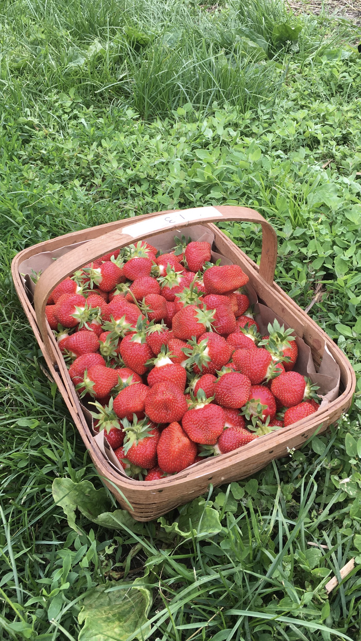 Pick Your Own Strawberries at Parlee Farms