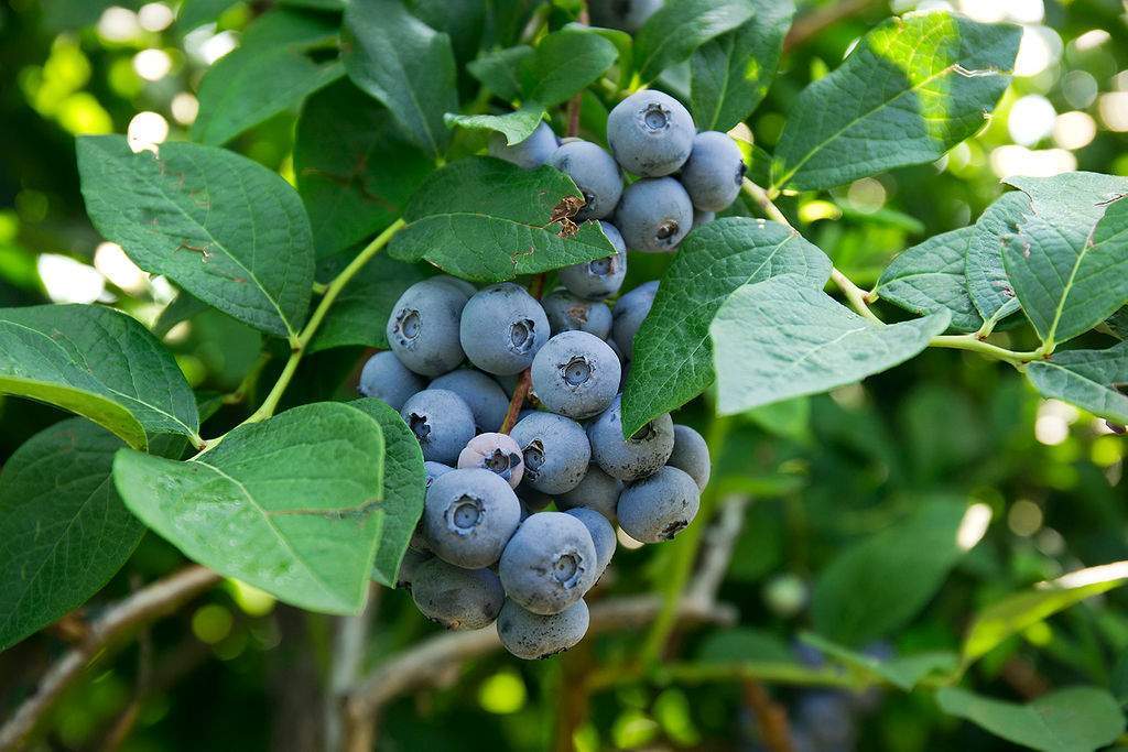 Blueberry Picking Farm Outside of Boston MA Parlee Farms