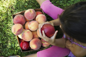 Pick Your Own Peaches and Nectarines at Parlee Farms