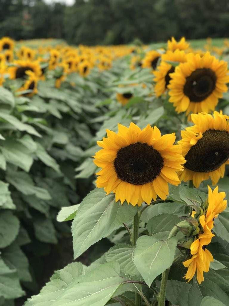 Sunflower Garden at Parlee Farms
