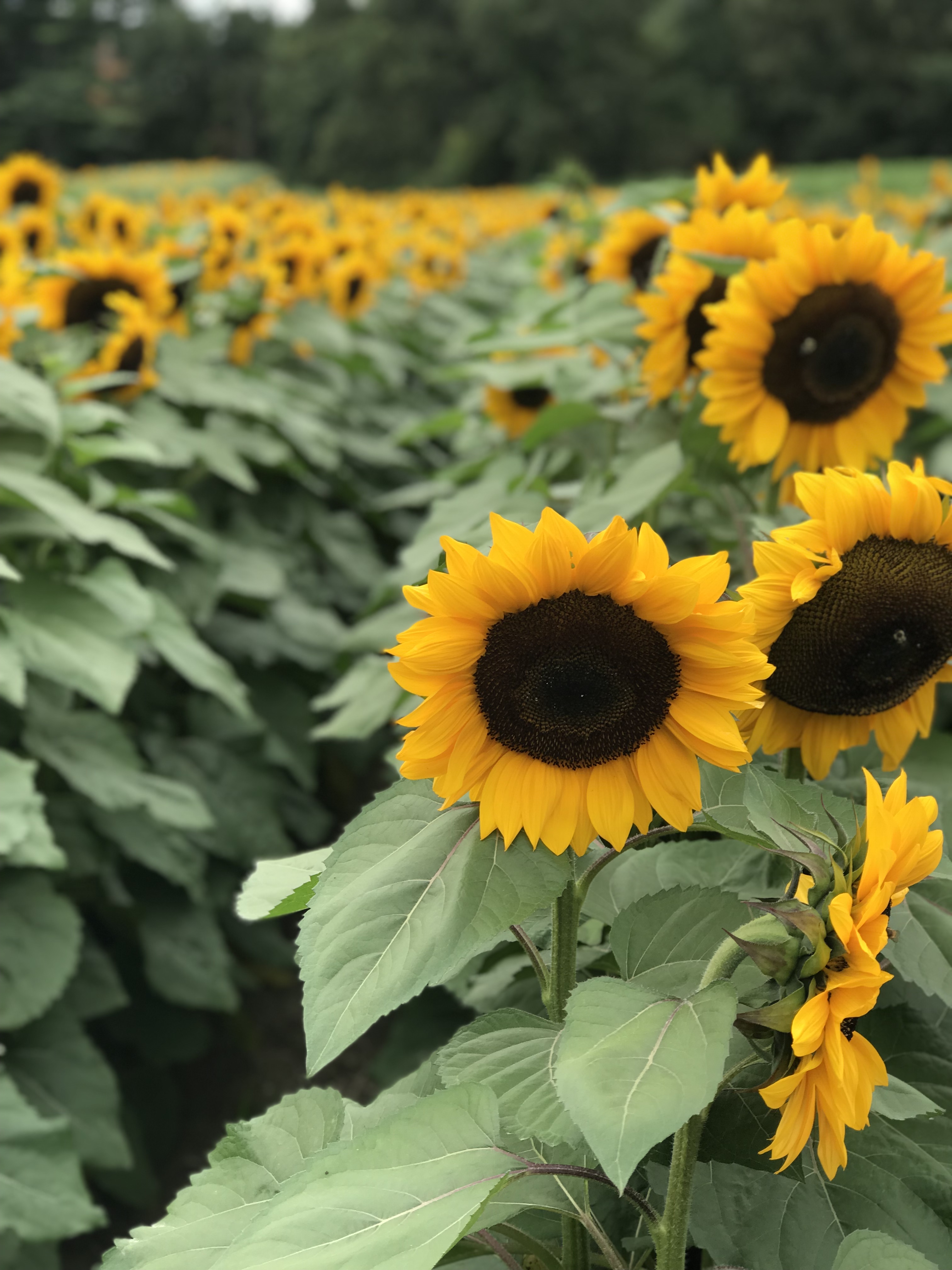 Sunflower Garden at Parlee Farms near Nashua NH