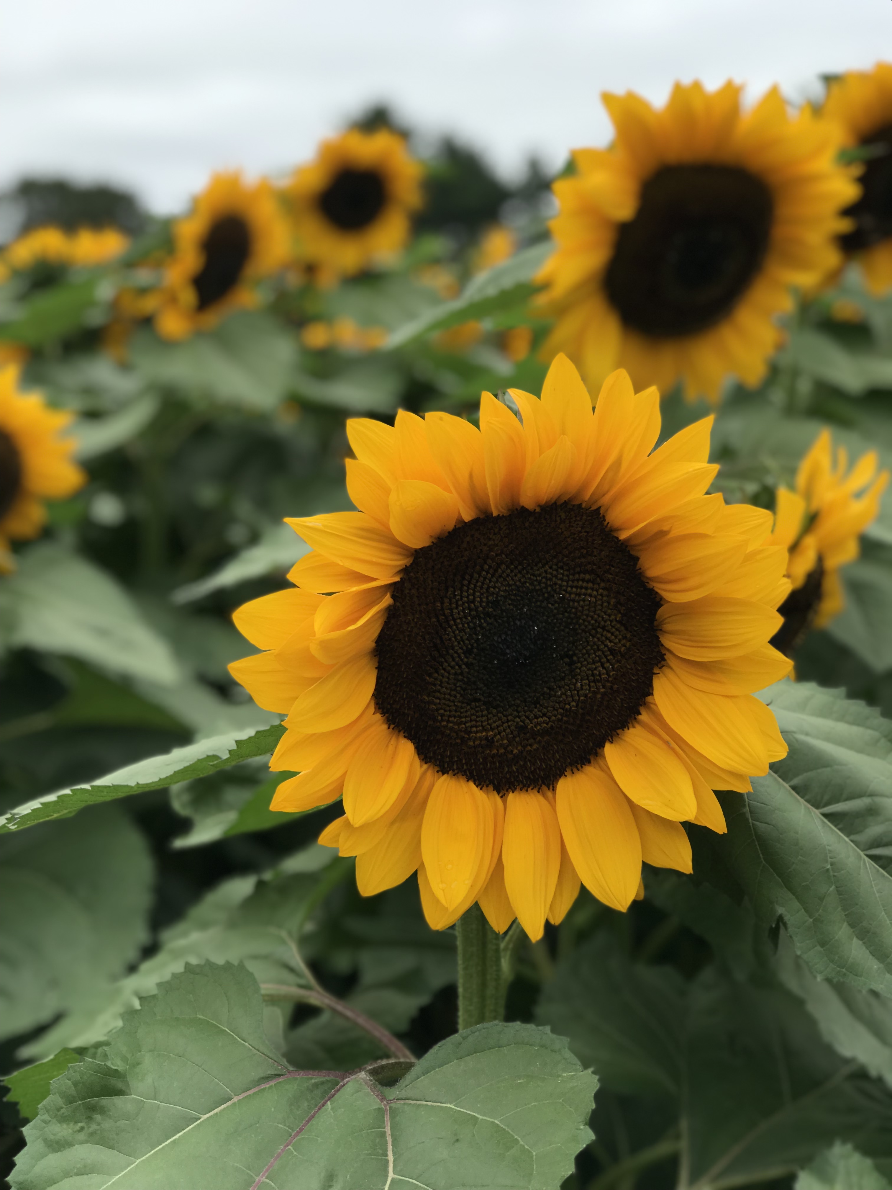 Sunflower Garden at Parlee Farms