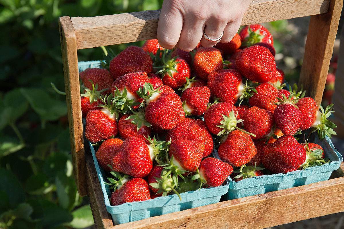 Boston MA Area Strawberry Picking Farm Parlee Farms