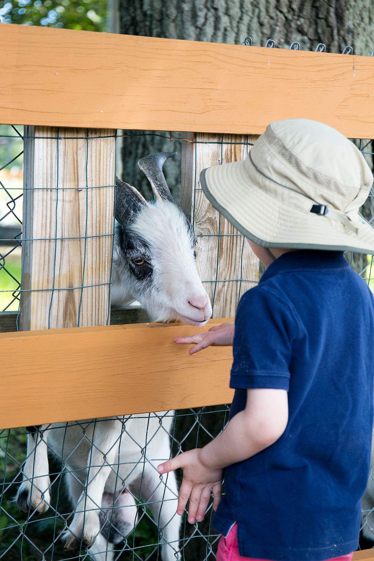 Lowell MA petting zoo