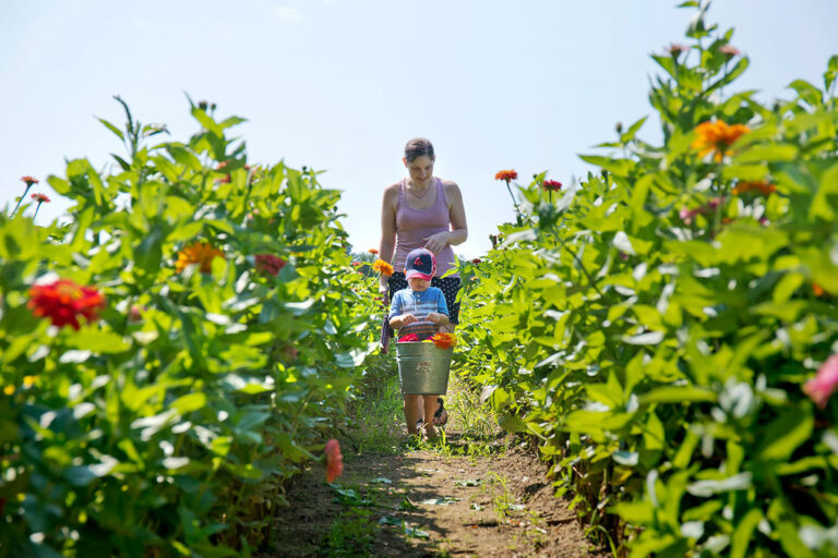 Lowell MA Area Cut Your Own Flowers Parlee Farms